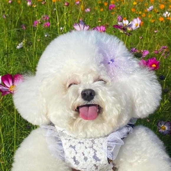 Meet your Posher, Ms Sunshine - Picture 1 of 1